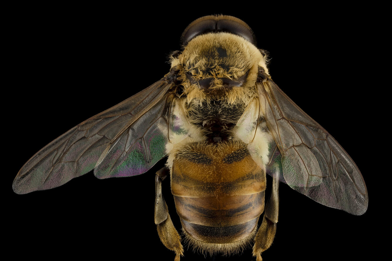 Honeybee drone, m, back, MD, pg county | U.S. Geological Survey